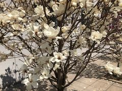 景点-长白岛森林公园