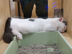 -屋虎猫馆(宝安大仟里店)