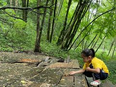 -五营红松林海景区