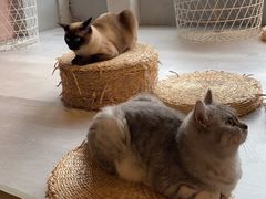 -猫儿山۰猫主题餐厅