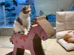 -momokira米努特·德文卷毛猫·棉花面纱犬