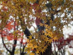 -上海吴淞炮台湾国家湿地公园
