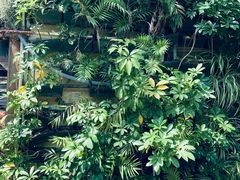 -深圳仙湖植物园