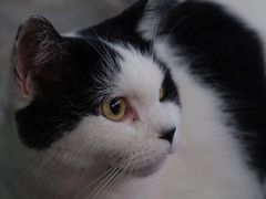 -猫咪博物馆(顶澳仔猫街店)