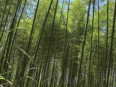 -黄海国家森林公园