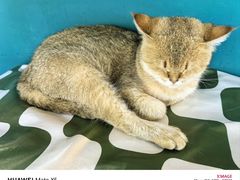 -猫小院猫主题餐厅(南锣旗舰店)