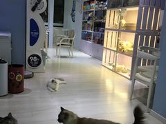 -喵的天空名猫咖啡馆·撸猫·猫舍·用品