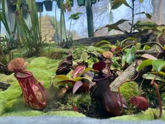 -国家植物园南园