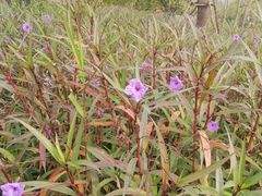 -昆山城市生态森林公园