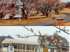 -上海辰山植物园