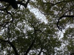 -徐家汇源景区-衡山公园