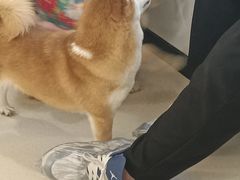 -共舞时光猫咖·狗咖(新街口店)
