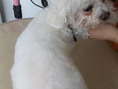 -宠颐生宠物医院·犬猫全科·皮肤科(商业街店)