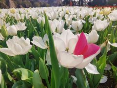 -上海鲜花港