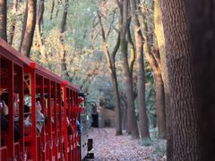 -上海共青森林公园