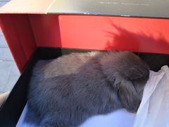 -北京观赏动物医院·24小时大型综合·猫专科·异宠专科