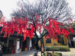 -林屋梅海青梅保护基地