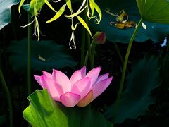 -莲花池公园