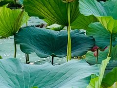 -大兴滨河森林公园