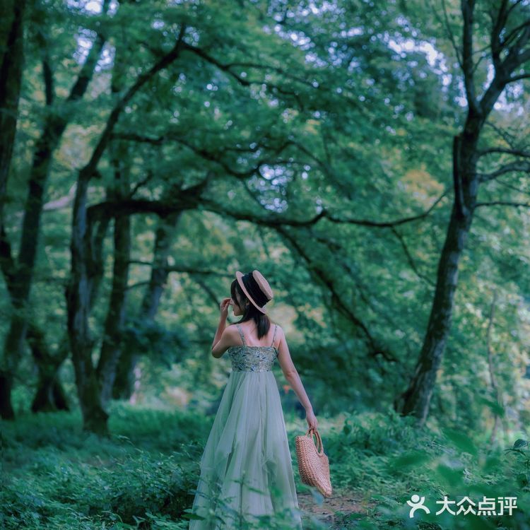『黄山』闯入绿野仙踪🍃奇幻森林，赴一场仙境之约
