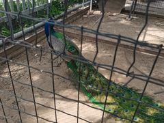 -意大利农场度假村