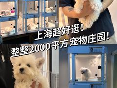 -翊宠yipet猫狗购宠庄园犬舍•猫舍
