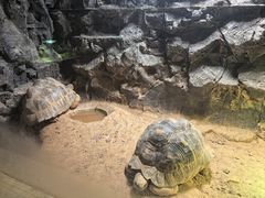 -广州长隆飞鸟乐园