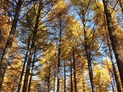 -塞罕坝国家级自然保护区