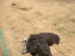 -西霞口神雕山野生动物世界