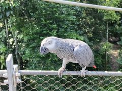 -新加坡飞禽公园