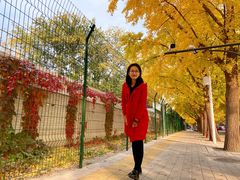 -三里屯东五街银杏大道