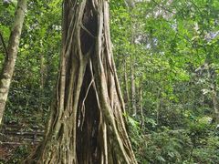 -中国科学院西双版纳热带植物园