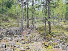 -莫尔道嘎国家森林公园