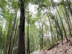 -上海佘山国家森林公园天马山园