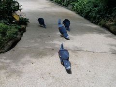 -新加坡飞禽公园