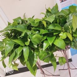 -再清椿美容