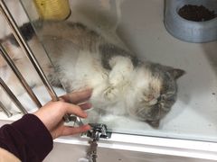 -1013 PET SHOP 宠物商店(近铁城市广场店)