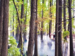 -东湖落雁景区