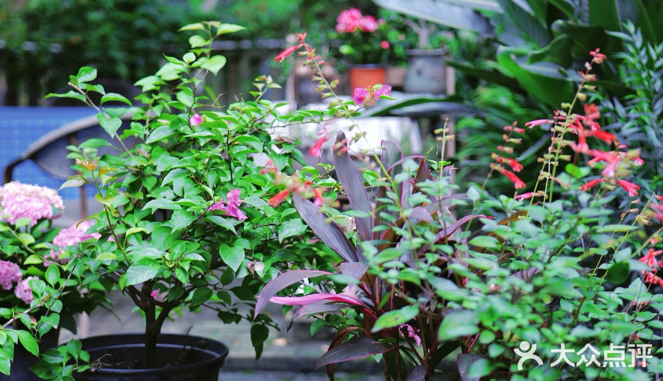 成都下午茶｜森林木屋的悠闲