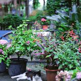 成都下午茶｜森林木屋的悠闲