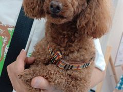 -瑞鹏宠物医院·爱宠堂·骨外专科(西荷分院)