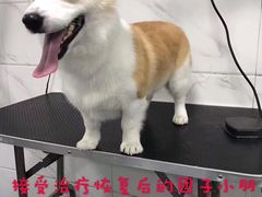 -萌兽医馆·宠物医院·猫骨科(创景店)