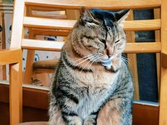 -猫的天空之城概念书店(杭州南宋御街店)