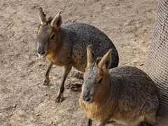 -苏州太湖西山岛开心农场