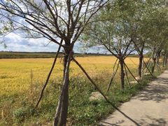 -北纬44度·金珠花海休闲农业旅游景区