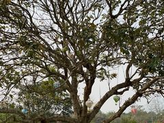 -中国科学院西双版纳热带植物园
