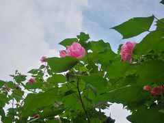 -三圣花乡旅游区