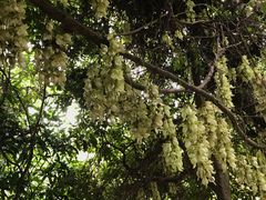 禾雀花-清溪森林公园
