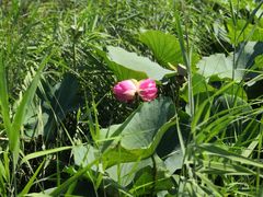 -天津东丽湖风景区