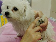 -北京观赏动物医院·24小时大型综合·猫专科·异宠专科